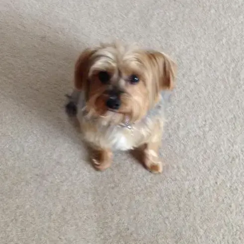 Yorkshire Terrier