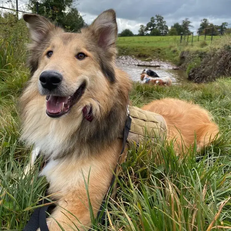 Collie (Rough)