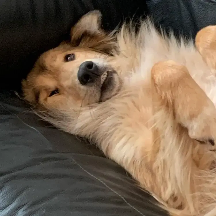 Collie (Rough)