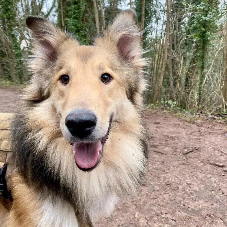 Collie (Rough)