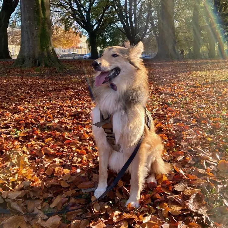 Collie (Rough)