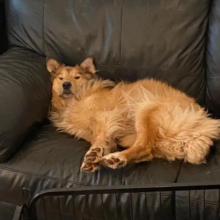 Collie (Rough)