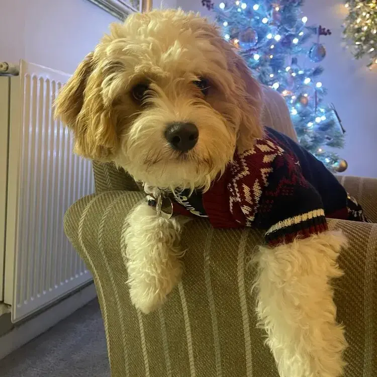 Cavachon