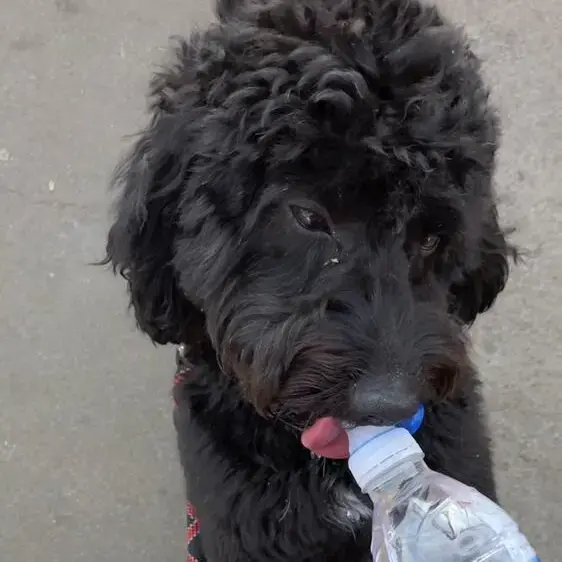 Cocker Spaniel (English)