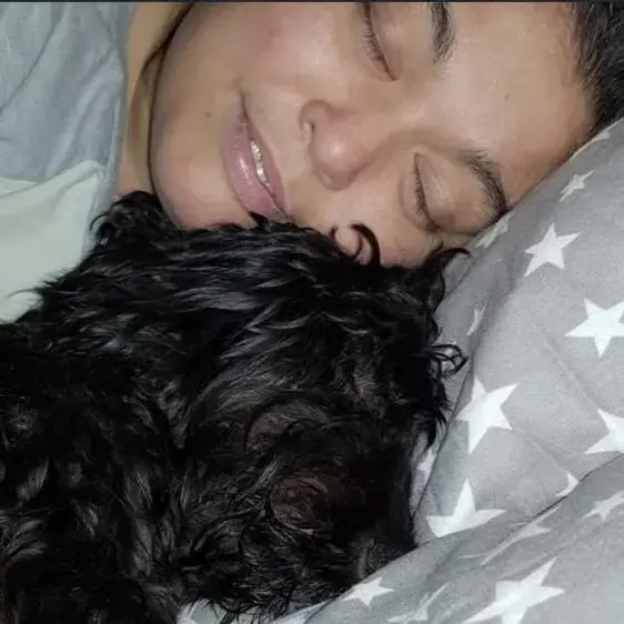 Cocker Spaniel (English)