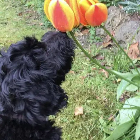 Cocker Spaniel (English)