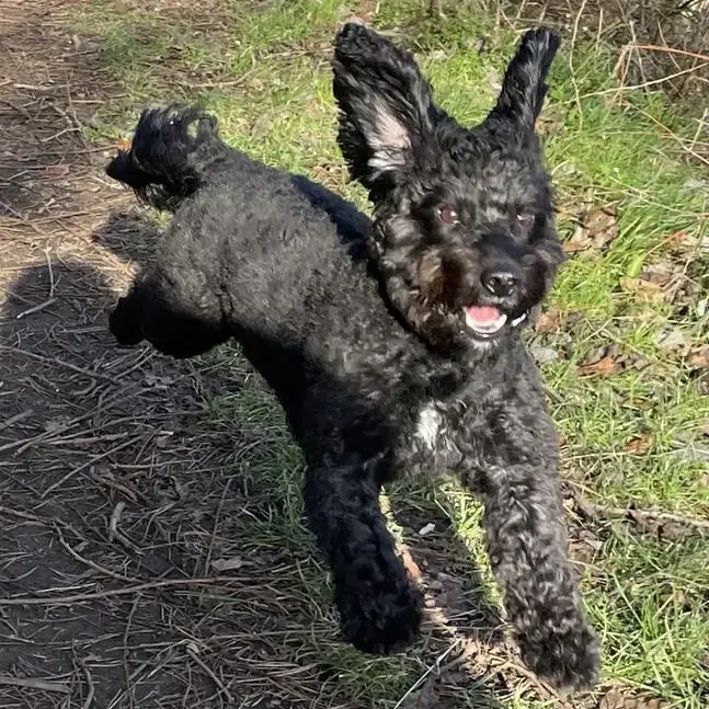 Cocker Spaniel (English)