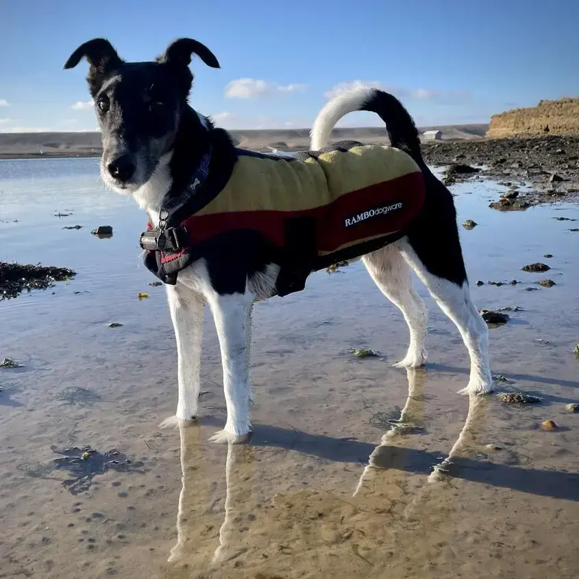 Fox Terrier Smooth Coat