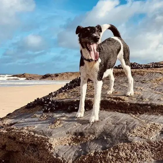 Fox Terrier Smooth Coat