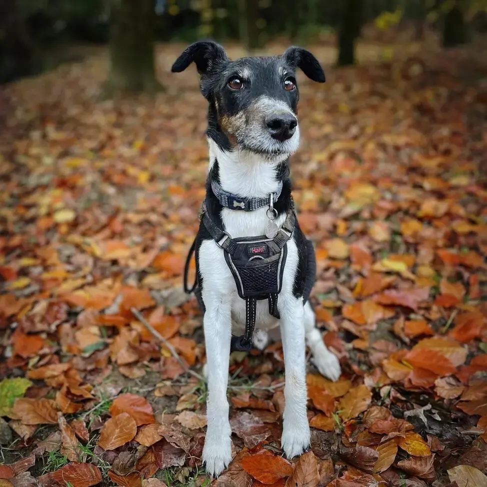 Fox Terrier Smooth Coat