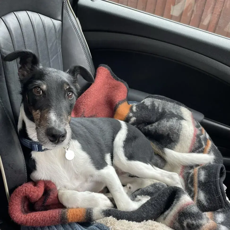 Fox Terrier Smooth Coat