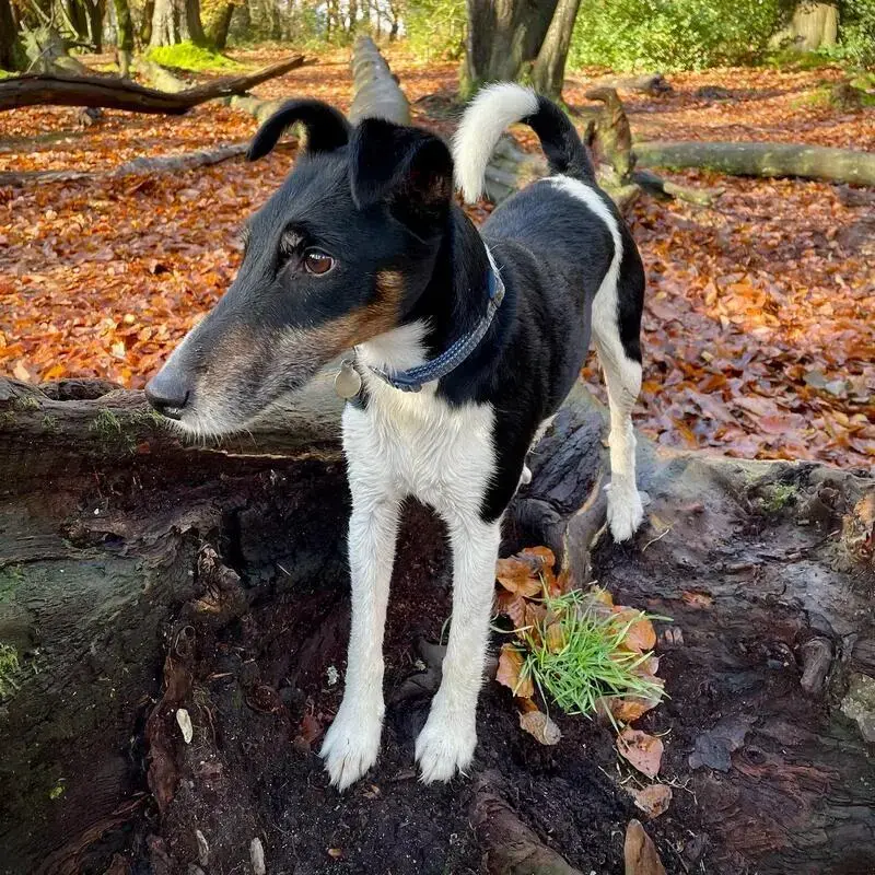Fox Terrier Smooth Coat