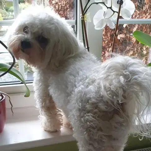 Shih Tzu