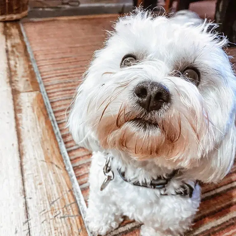 Shih Tzu