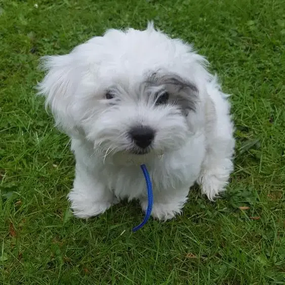 Shih Tzu