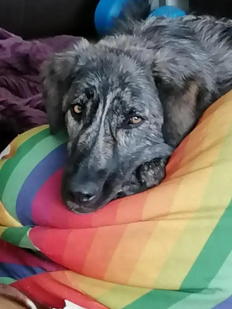 Anatolian Shepherd Dog