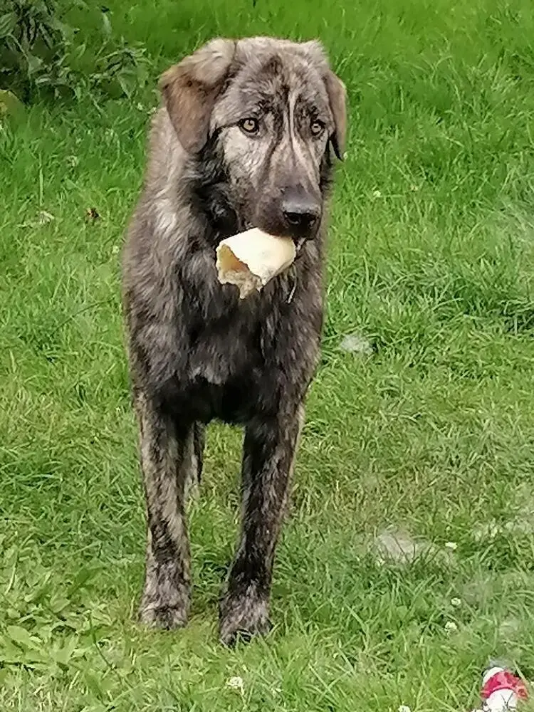 Anatolian Shepherd Dog