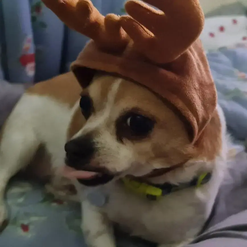 Chihuahua (Smooth Coat)