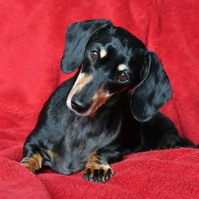 Dachshund (Miniature Smooth-Haired)