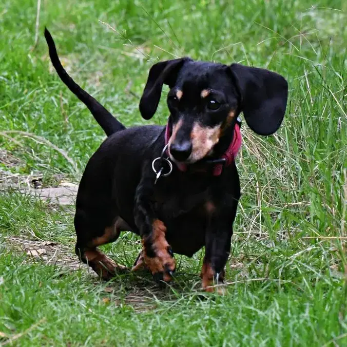 Dachshund (Miniature Smooth-Haired)