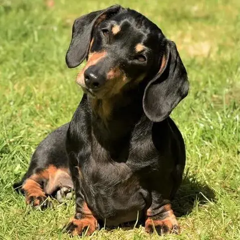 Dachshund (Miniature Smooth-Haired)