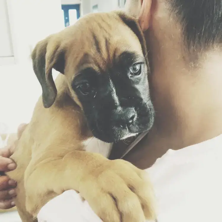 Boxer