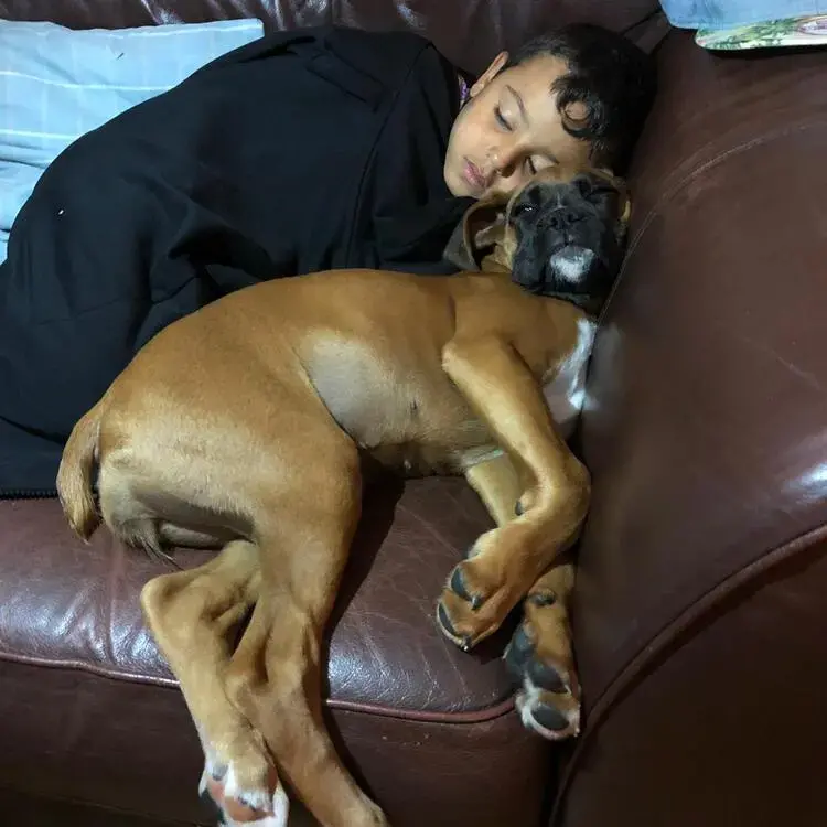 Boxer