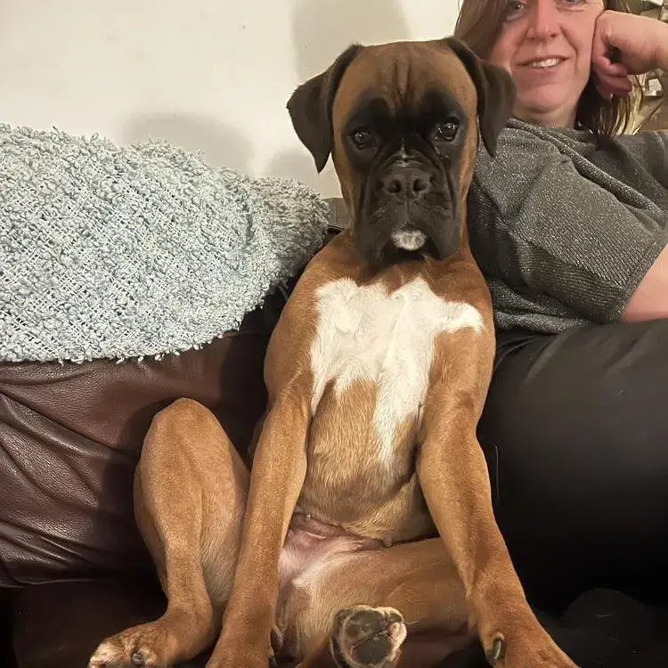 Boxer