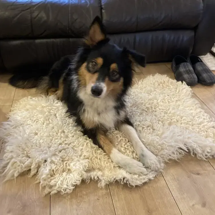 Australian Shepherd Dog
