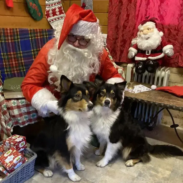 Australian Shepherd Dog