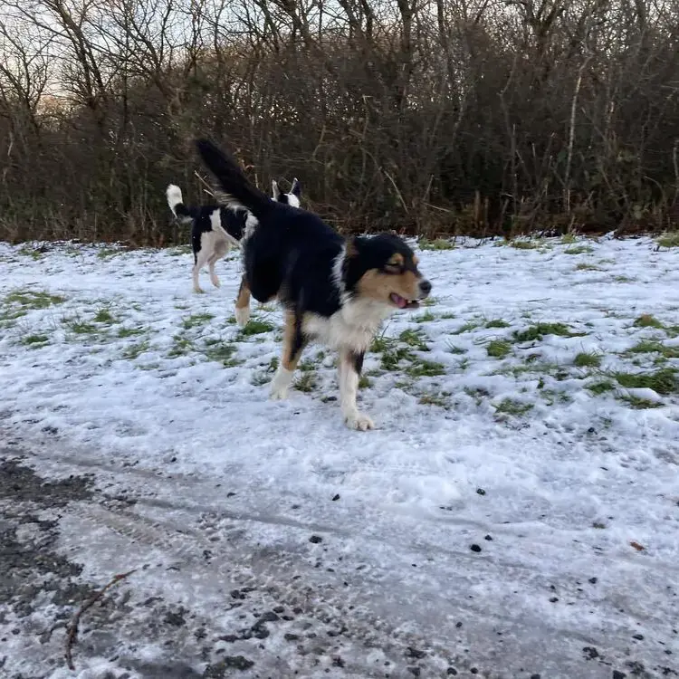 Australian Shepherd Dog