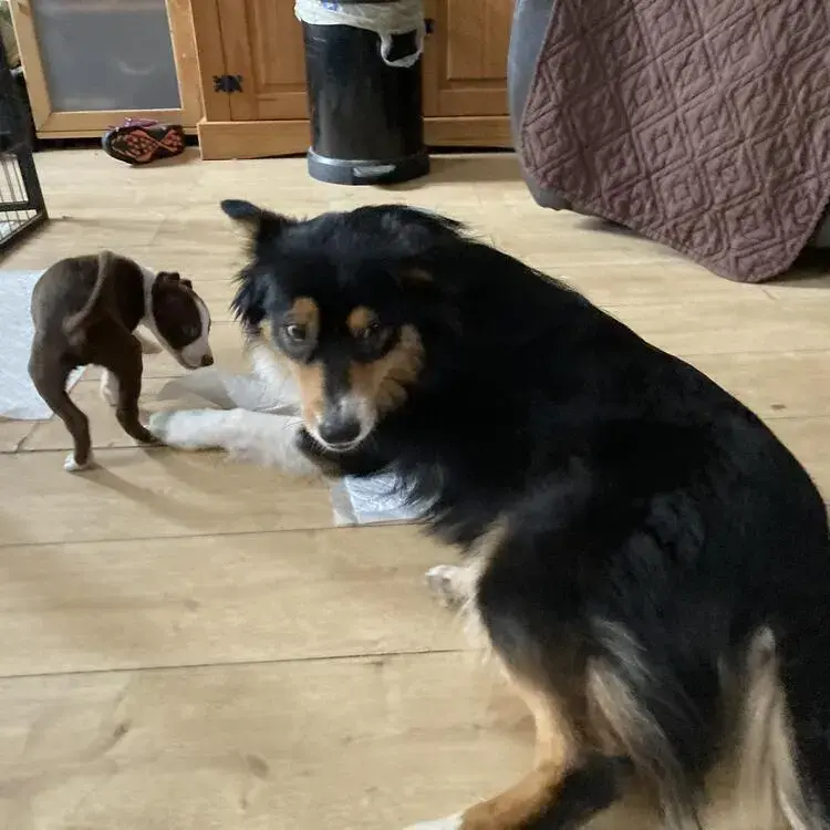 Australian Shepherd Dog