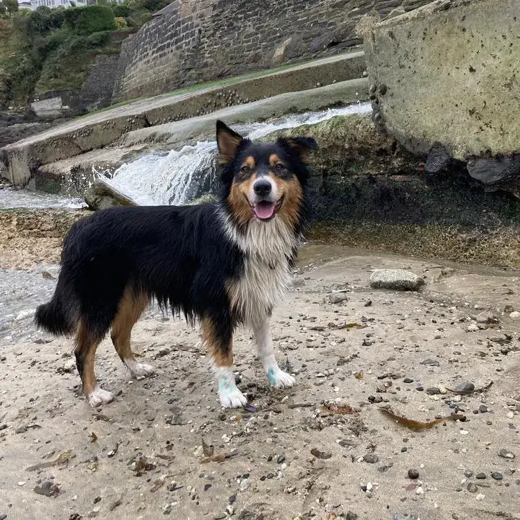 Australian Shepherd Dog