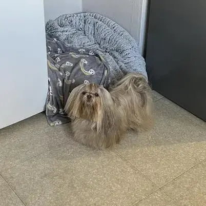 Shih Tzu
