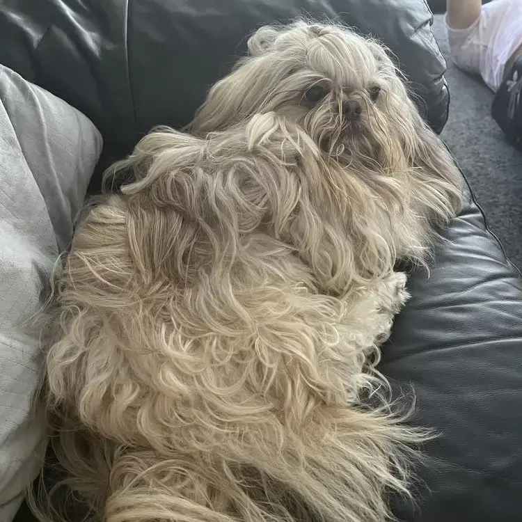 Shih Tzu