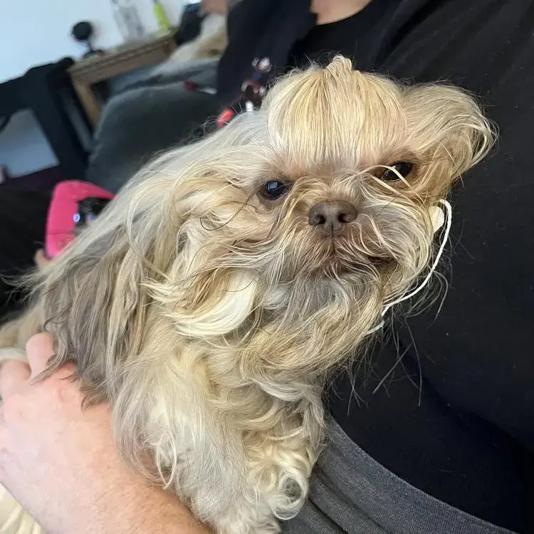 Shih Tzu
