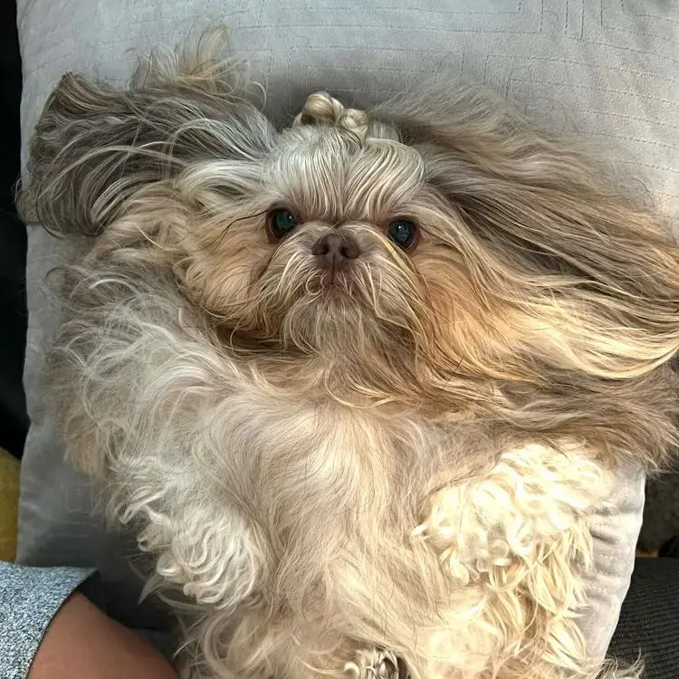 Shih Tzu
