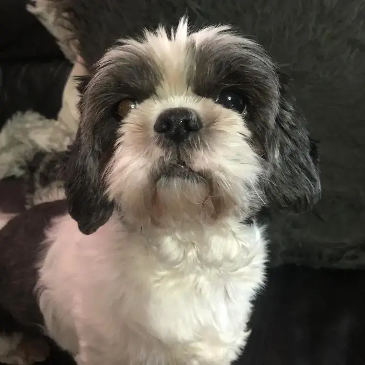 Shih Tzu