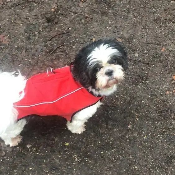Shih Tzu