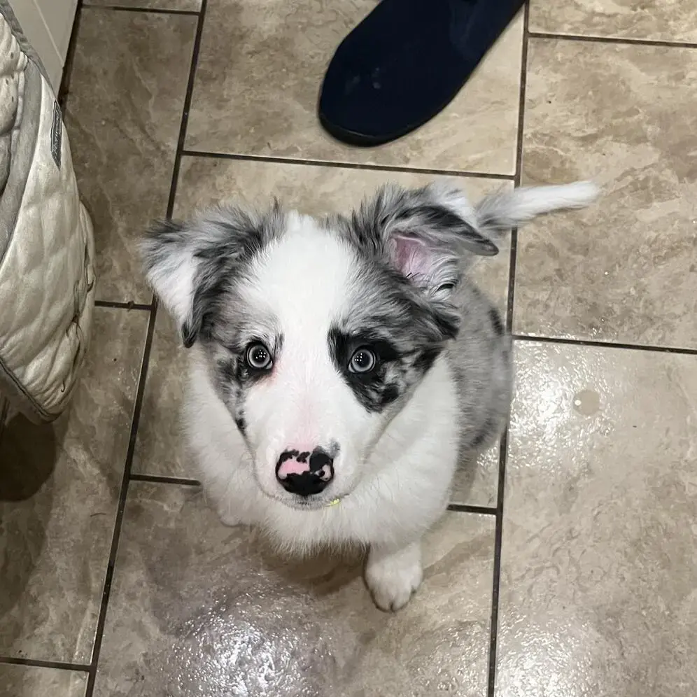 Border Collie