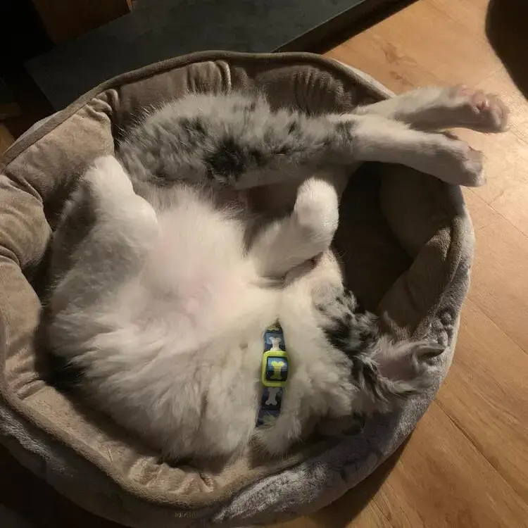 Border Collie