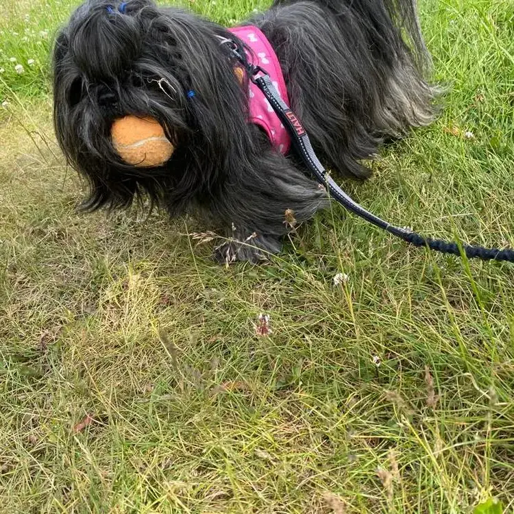 Shih Tzu