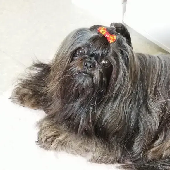 Shih Tzu