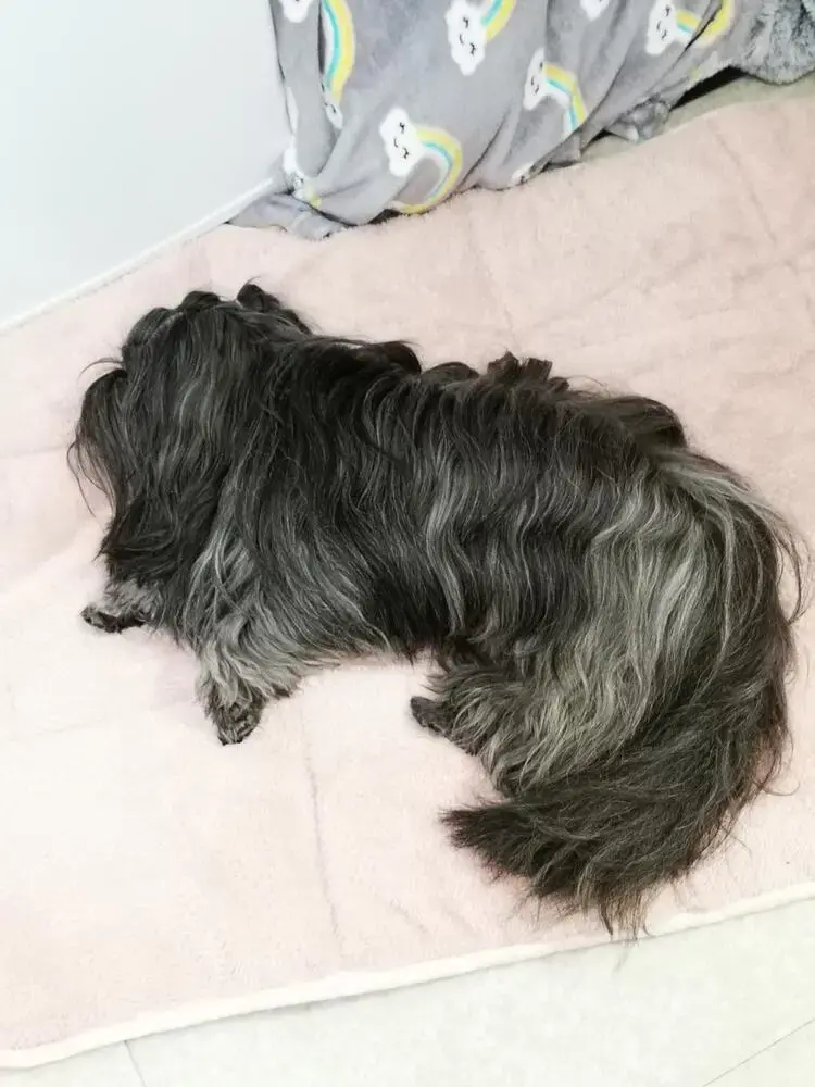 Shih Tzu