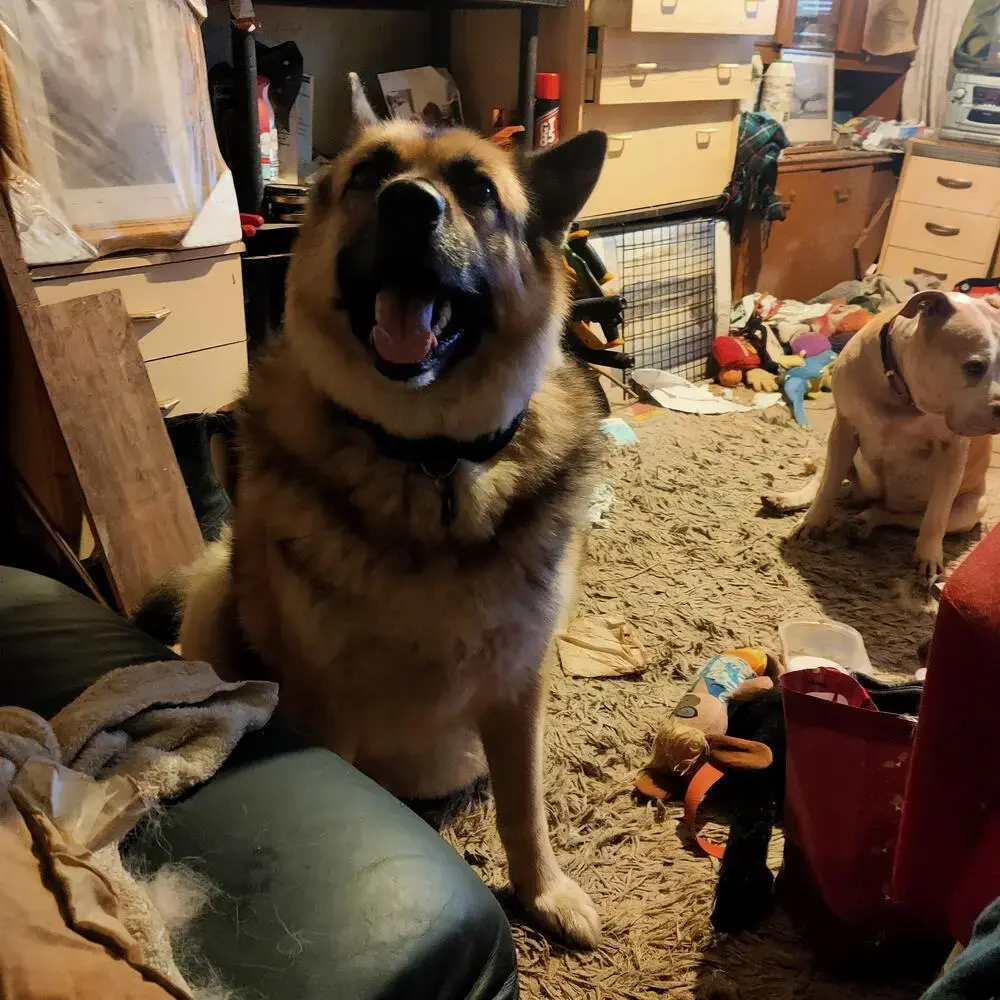 Alaskan Malamute
