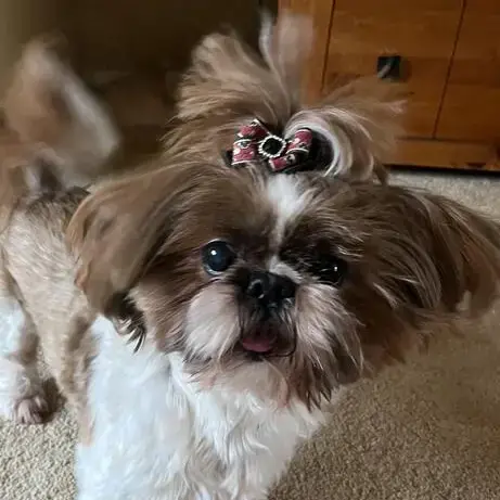 Hugo Shih Tzu Purina UK