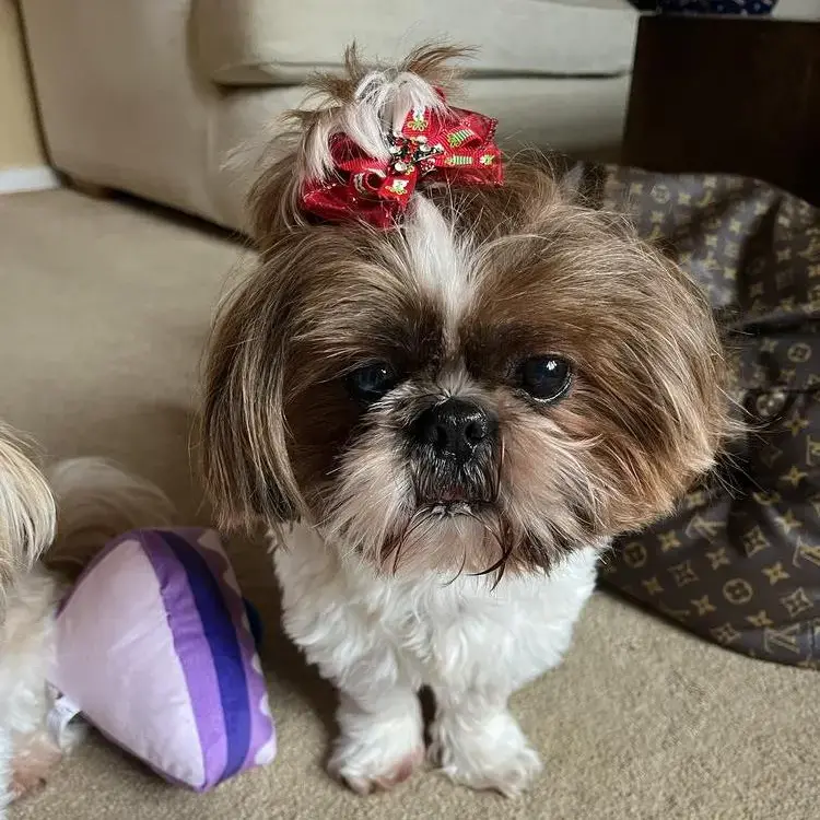 Shih Tzu