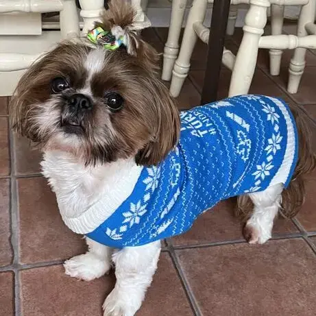 Shih Tzu