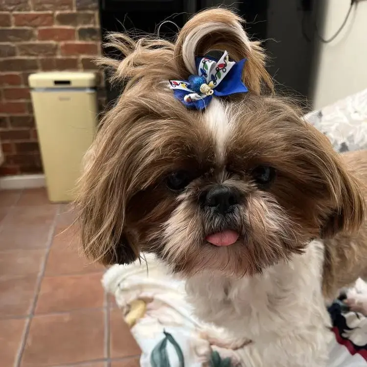 Shih Tzu