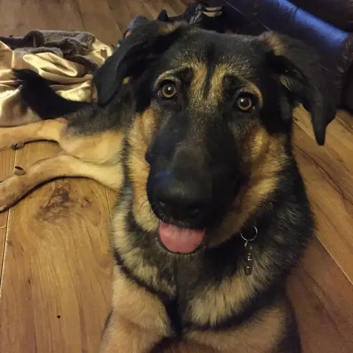German Shepherd Dog